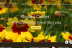 garden-center-ecommerce